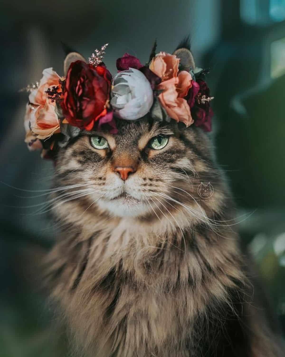 A gray maine coon with a flower crown.