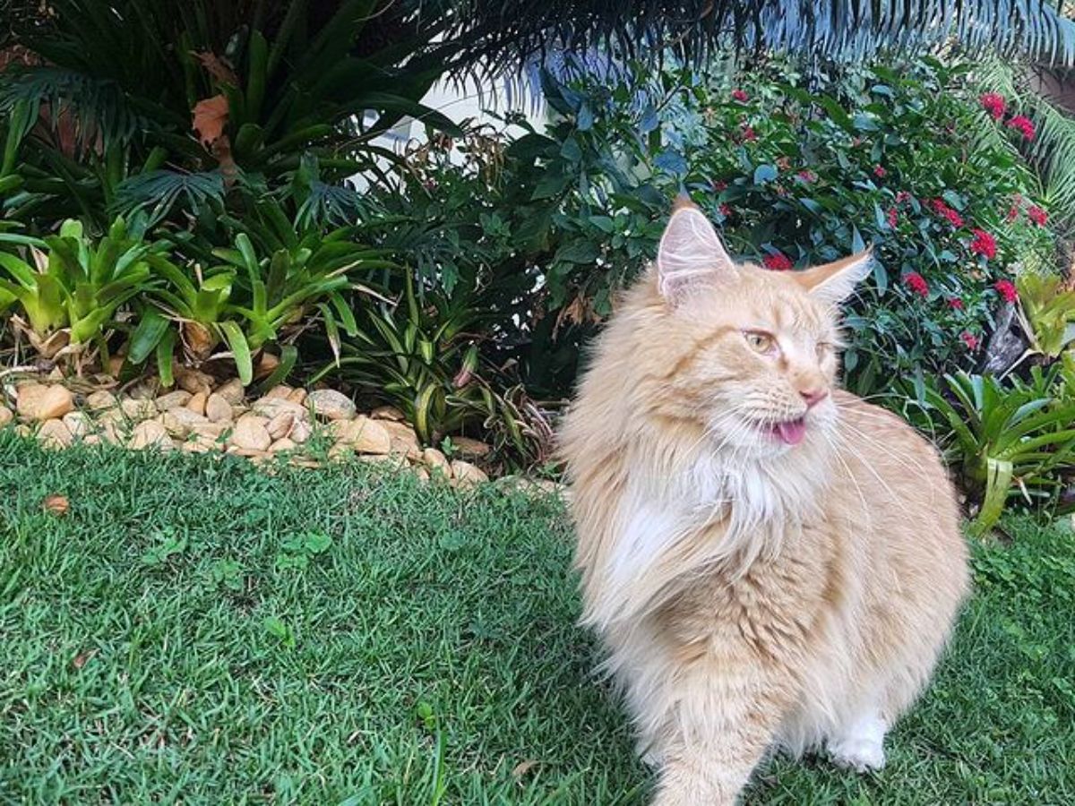 A fluffy ginger maine coon standing on a green lawn.