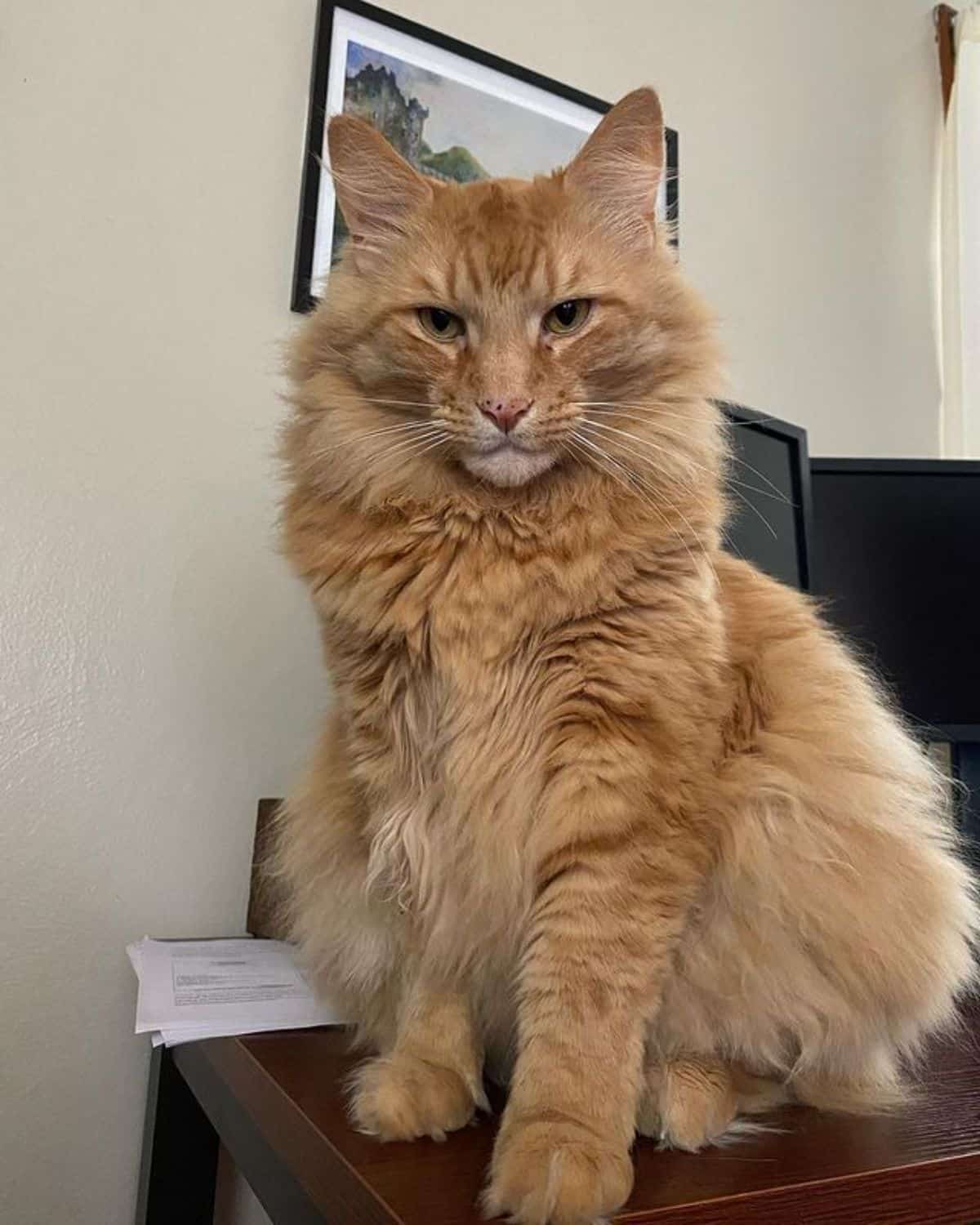 A huge fluffy maine coon sitting on a small table.