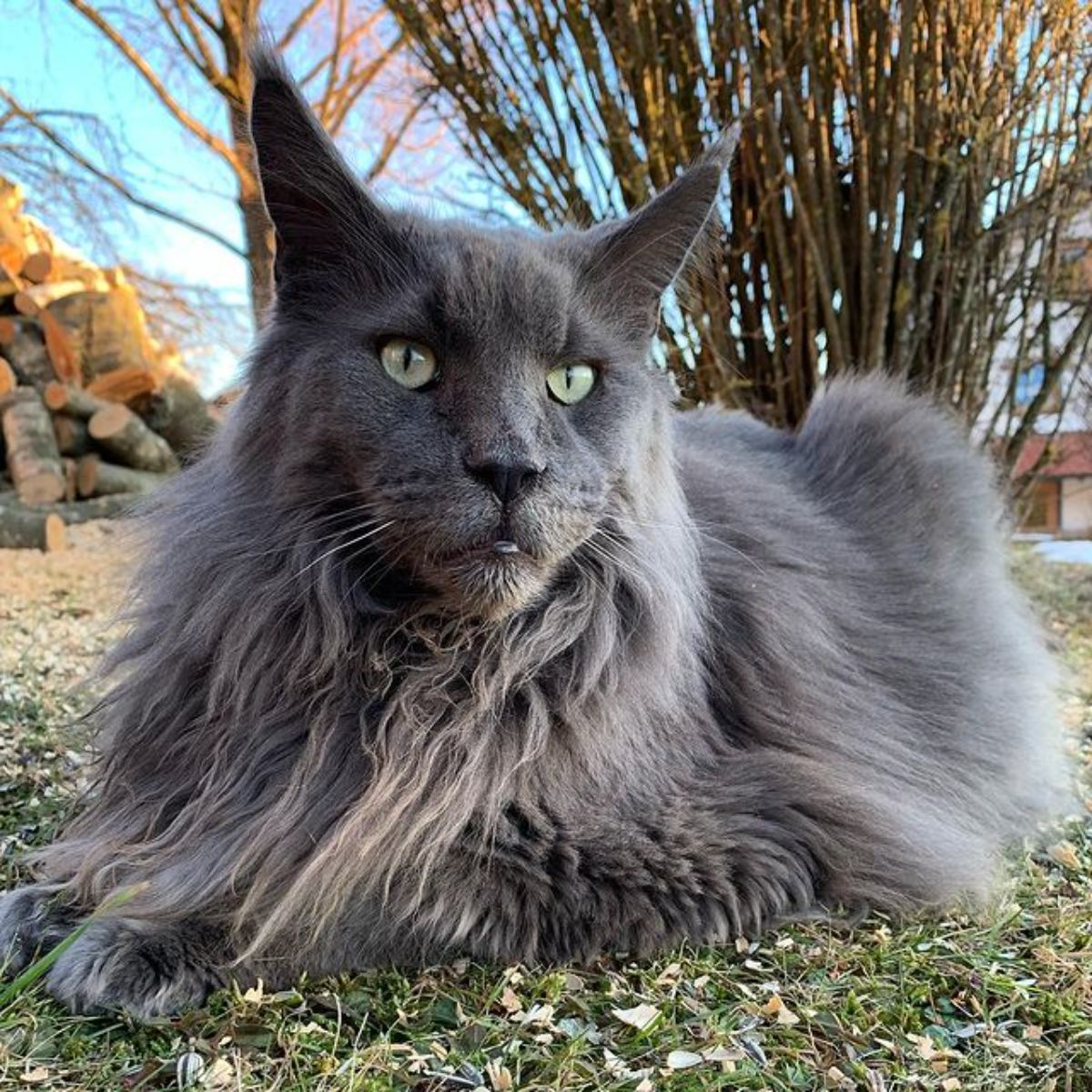 A beautiful fluffy gray maine coon lying on the ground.