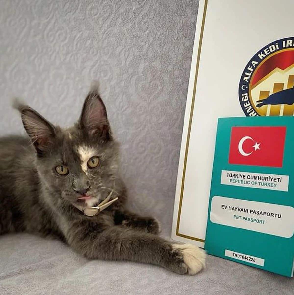 A fluffy maine coon lying on a sofa next to a passpost.