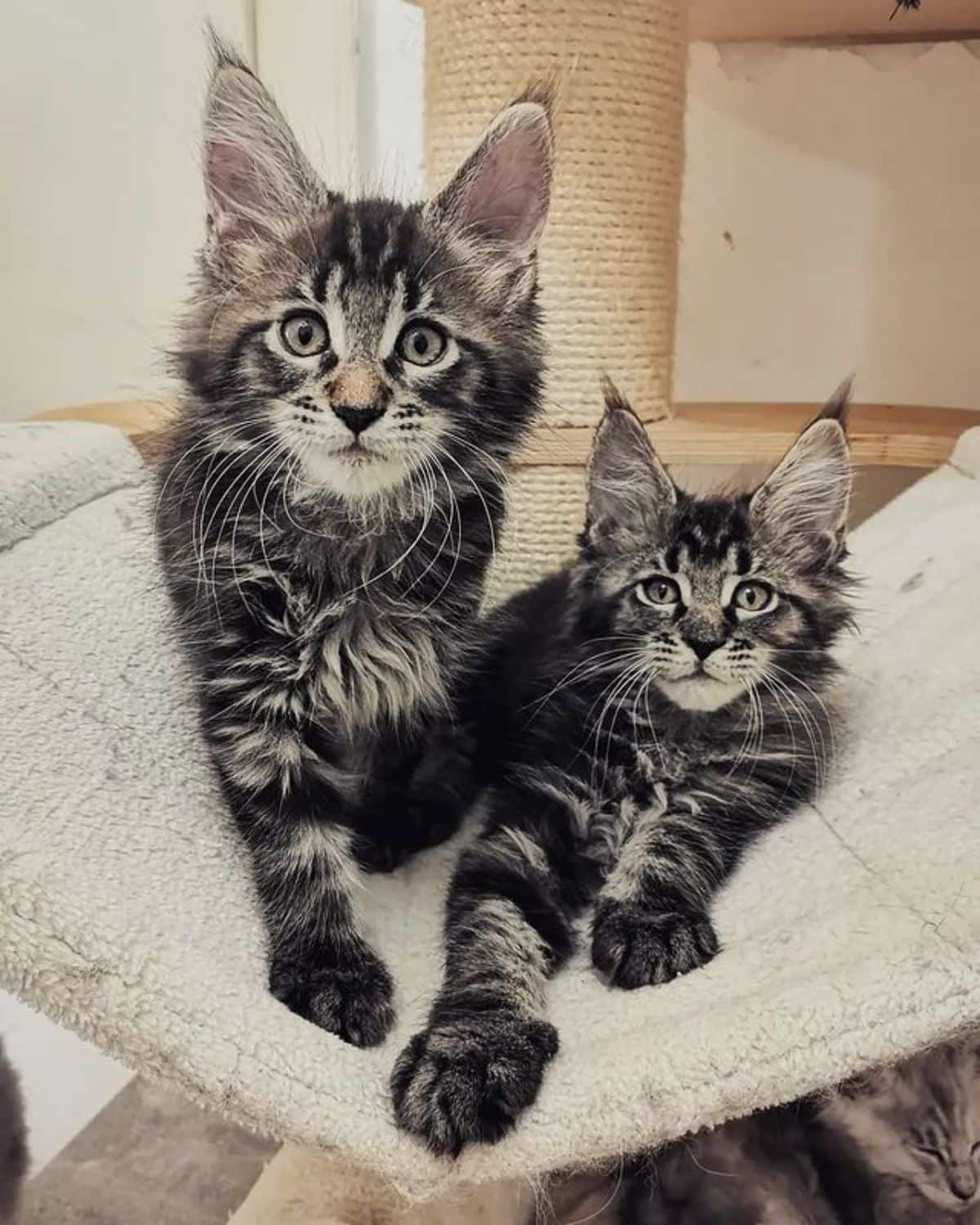 Two tabby maine coons lying in a hammock.