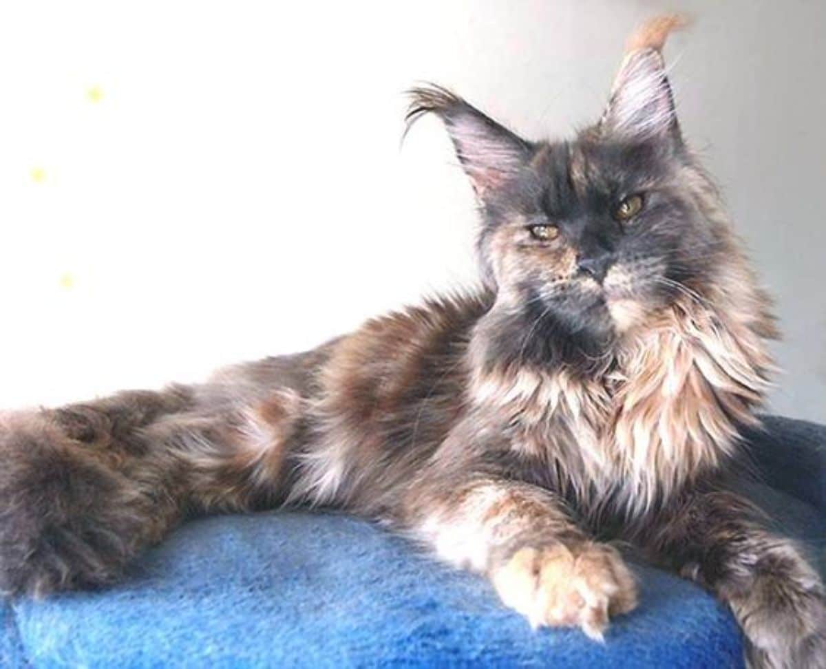 A fluffy tortoise maine coon lying on a blue blanket.