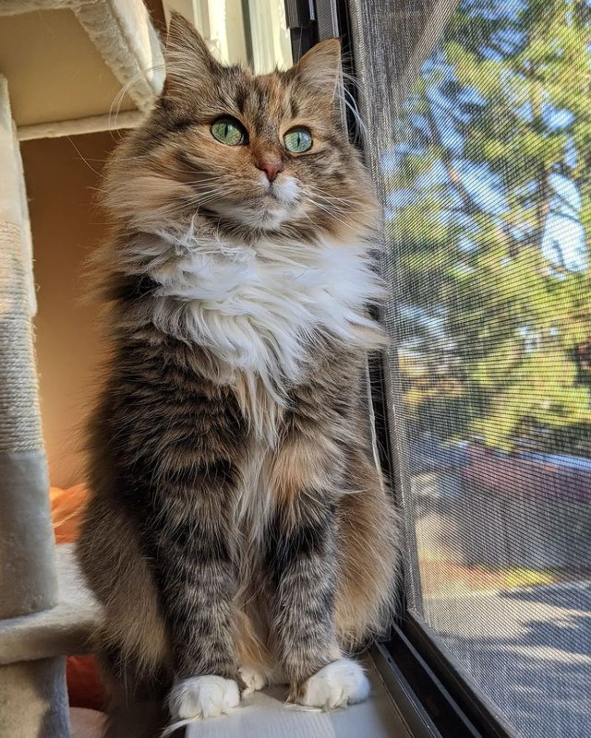 A fluffy calico maine coon sitting on a windowsill.