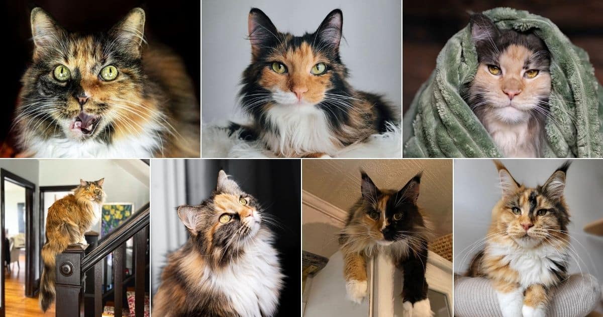 31 Calico Maine Coon Cats That Deserve An "Awww" facebook image.