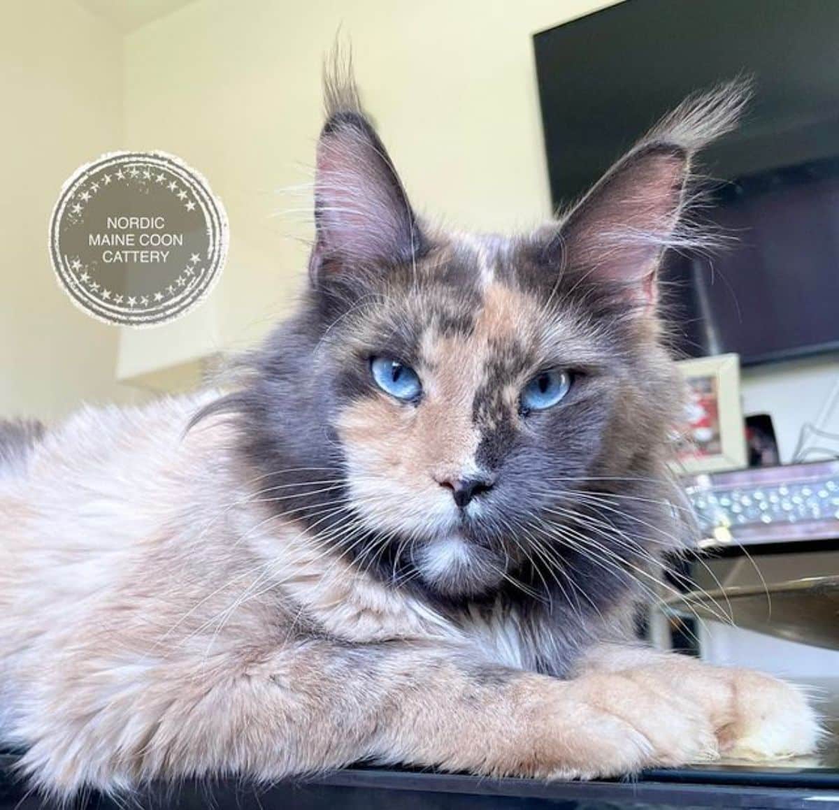 A fluffy calico maine coon lying on a table and starring into a camera.