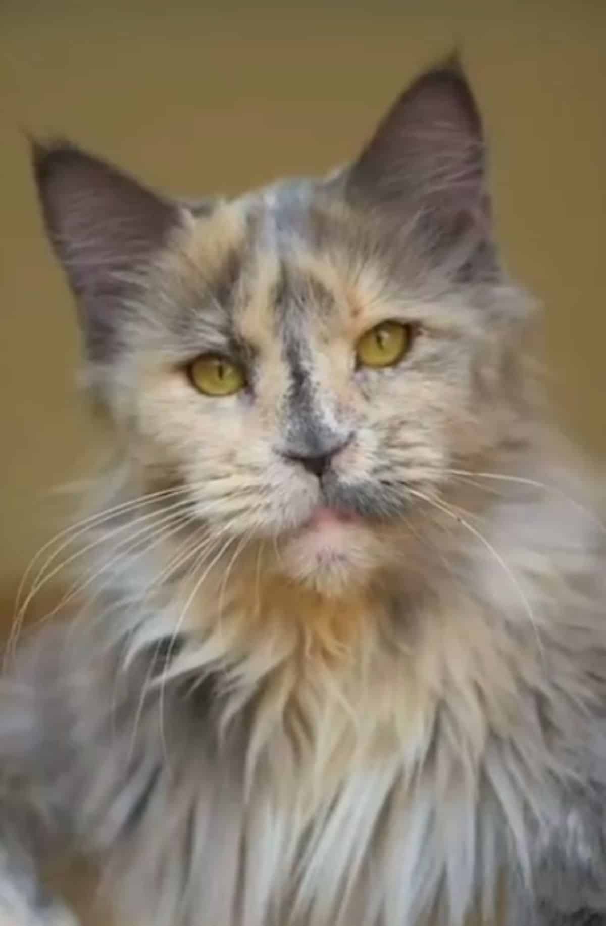 A close-up of a tortoise maine coon face.
