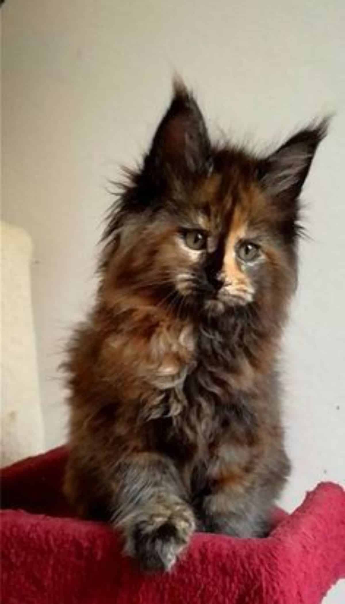 A cute fluffy tortoise maine coon kitten sitting in a red cat bed.