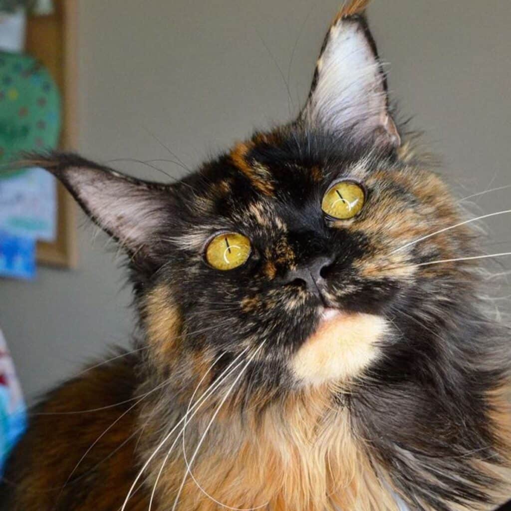 11 Red Smoke Maine Coons You Ll Fall In Love With