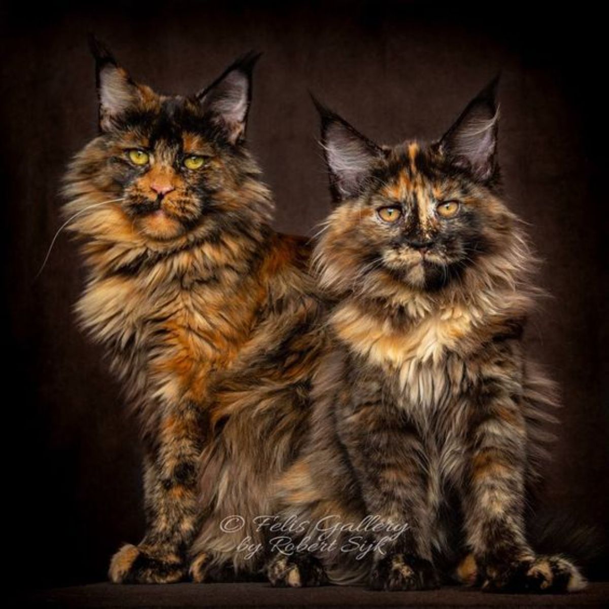 Two beautiful tortoise maine coons sitting next to each other.