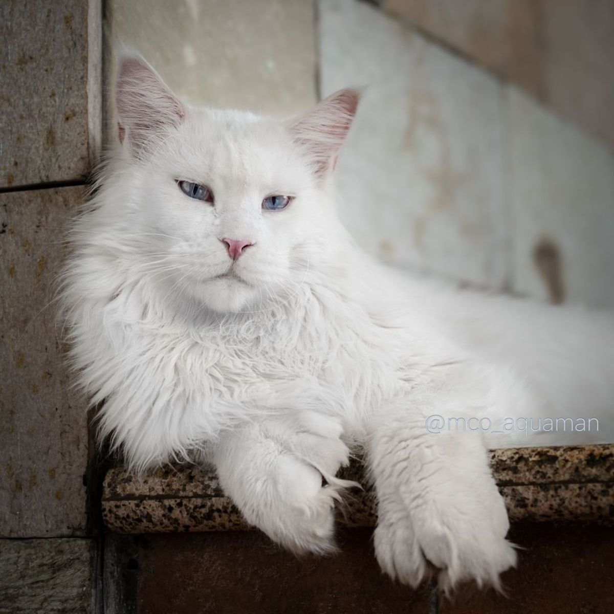 A beautiful white maine coon lying on a table.