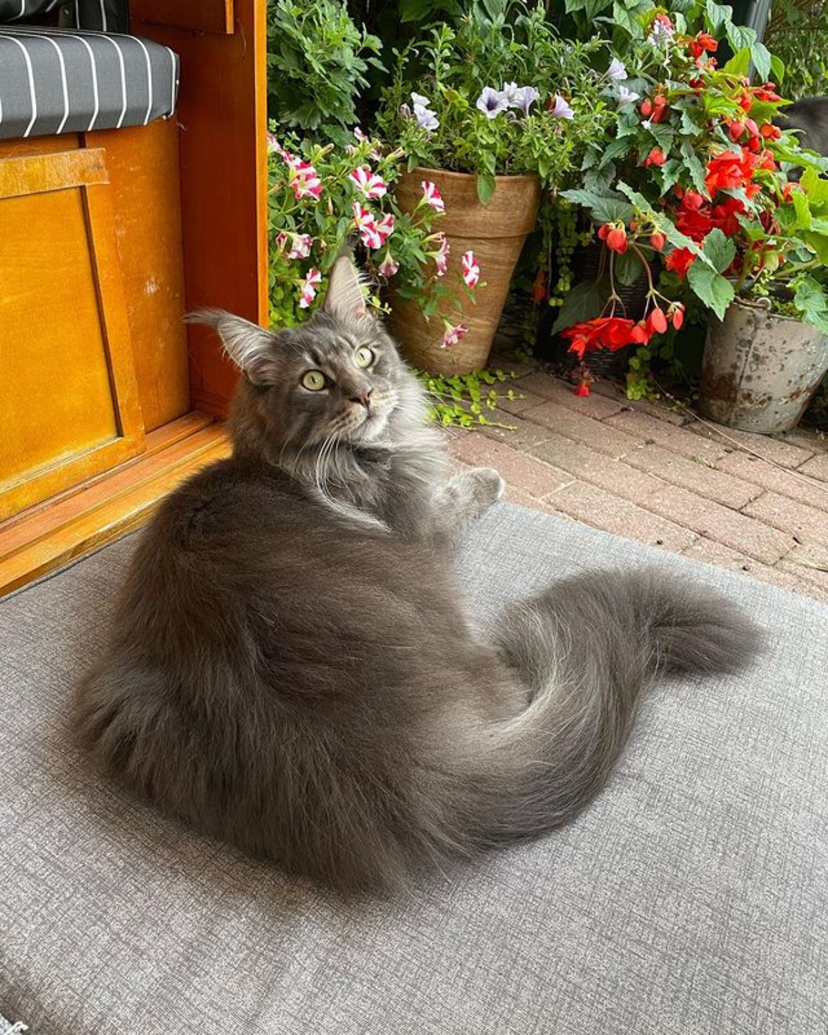 A fluffy tabby maine coon lying on a pillow.