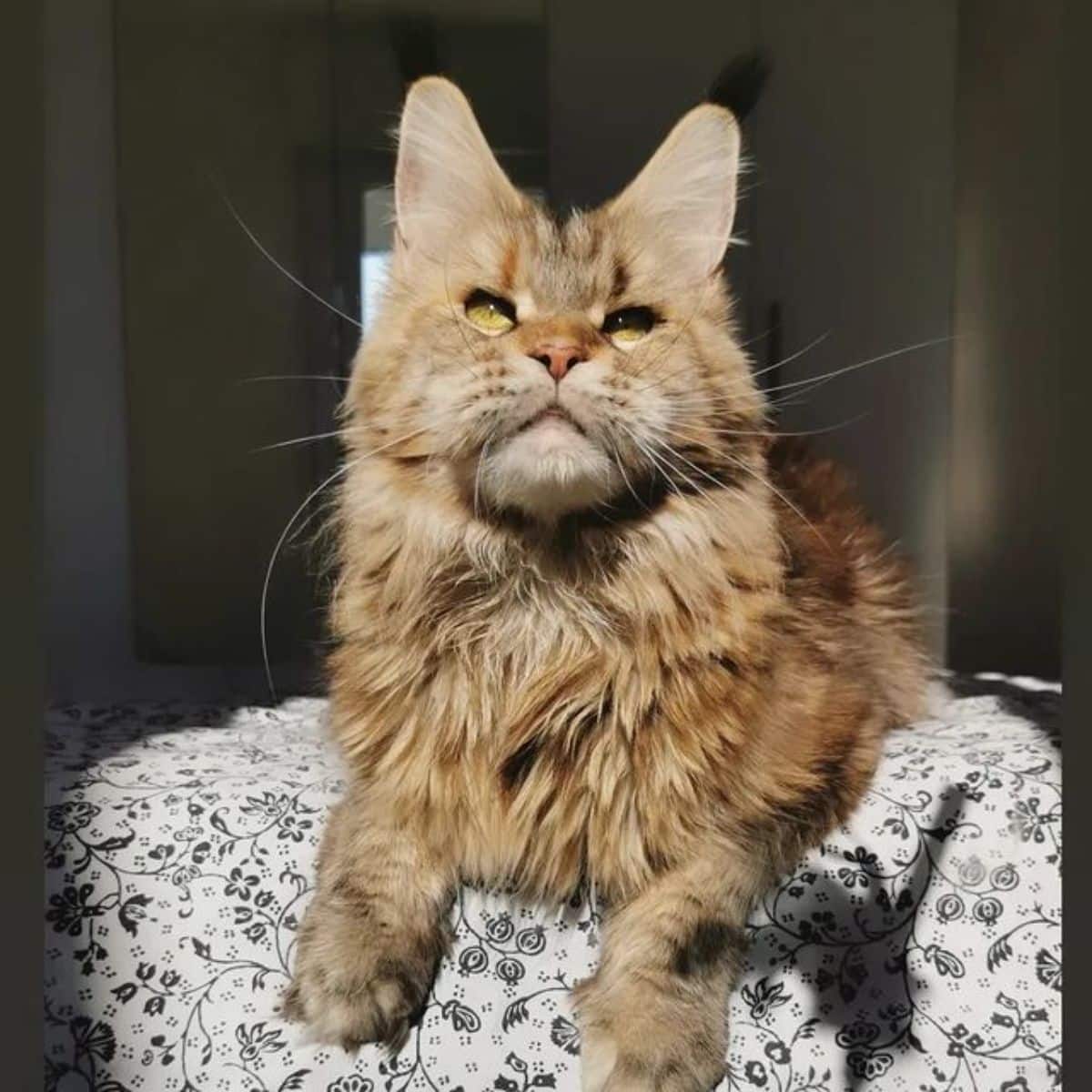 A golden fluffy maine coon lying on a blanket.