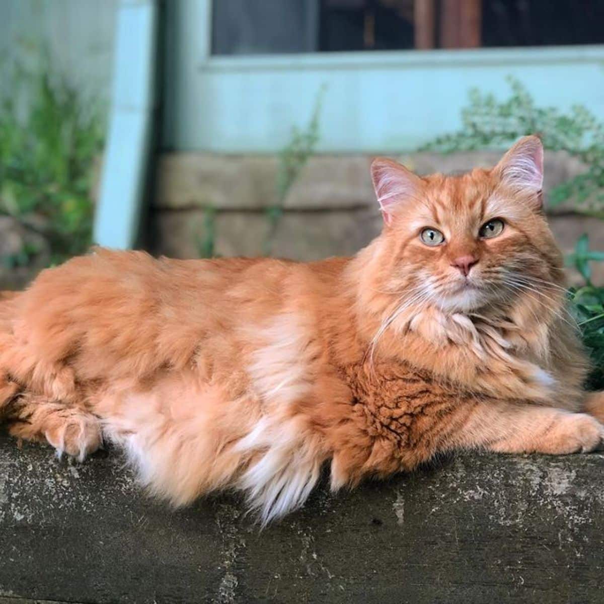 A golden fluffy maine coon lying on a wooden board.