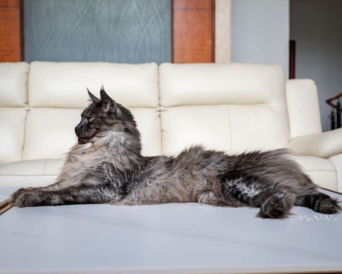 A huge fluffy gray maine coon lying on a table.