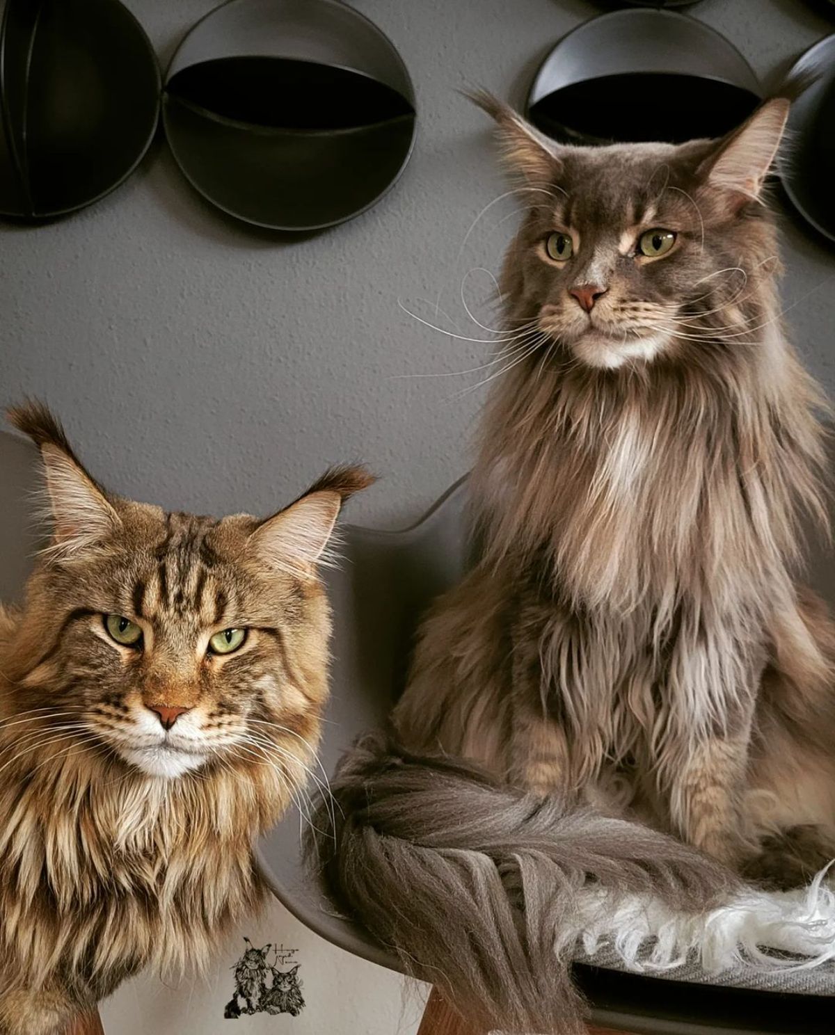 Two big fluffy maine coons sitting next to each other.