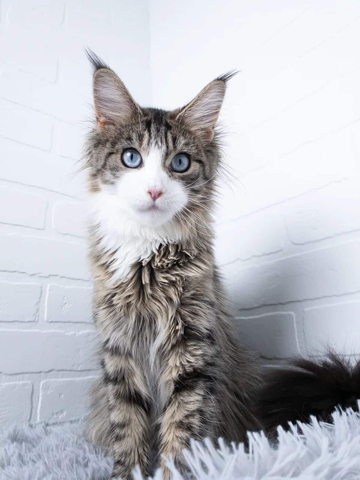 A beautiful gray maine coon sitting on a fluffy rug.