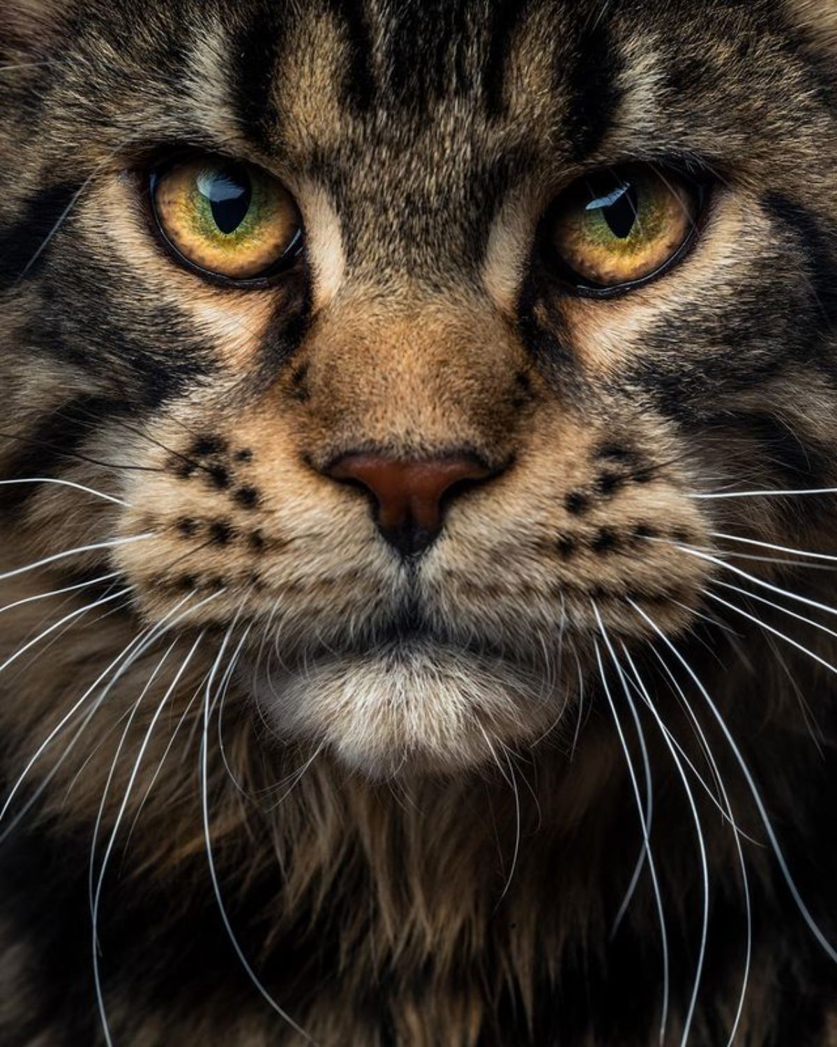 A close-up of a brown maine coon face.