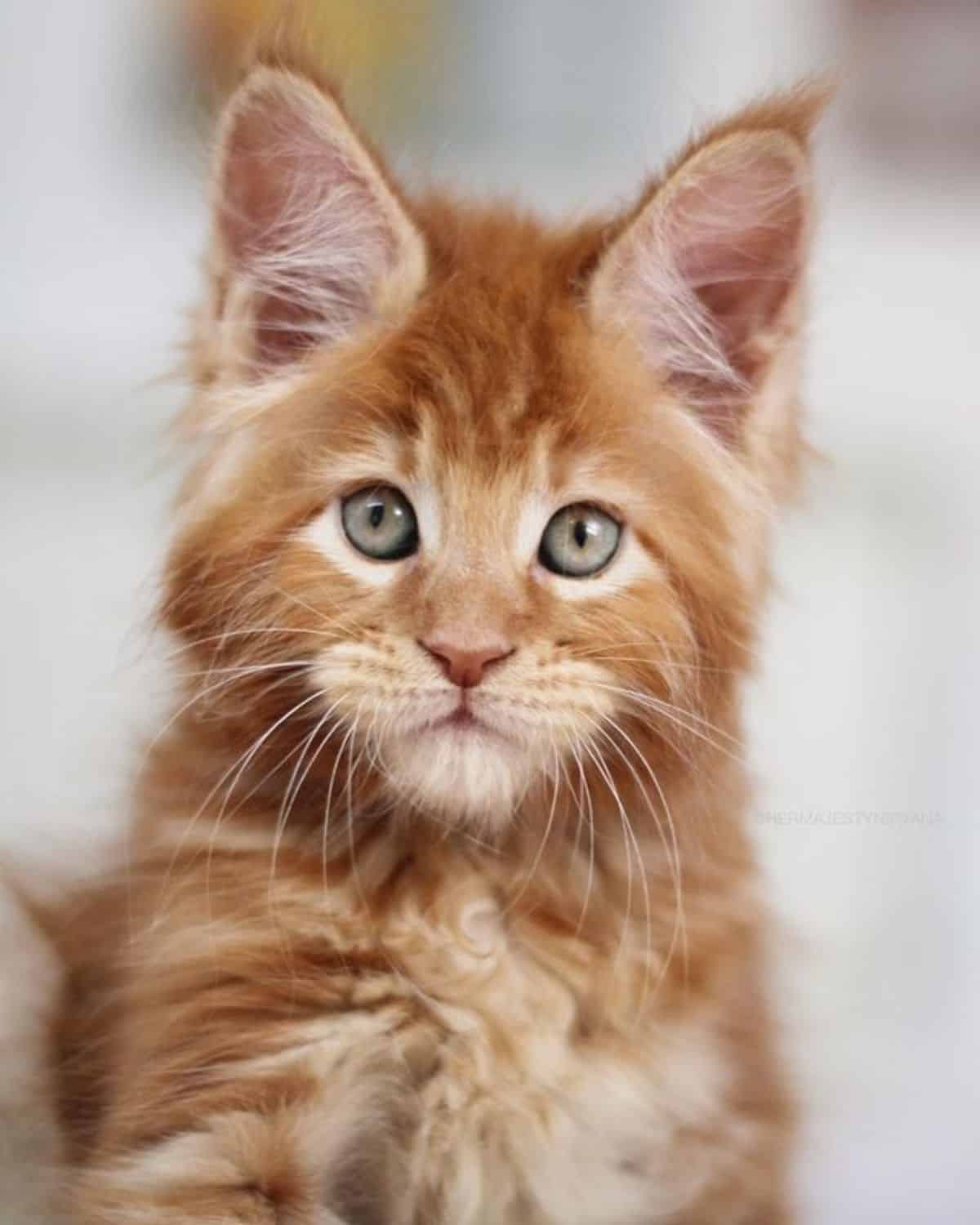 A cute red maine coon kitten starring into a camera lense.