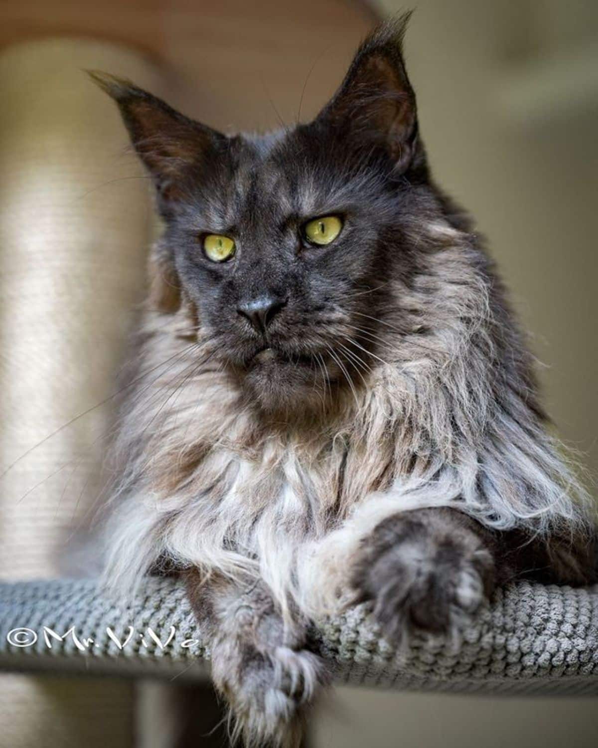 A beautiful fluffy gray maine coon lying on a cat tree.