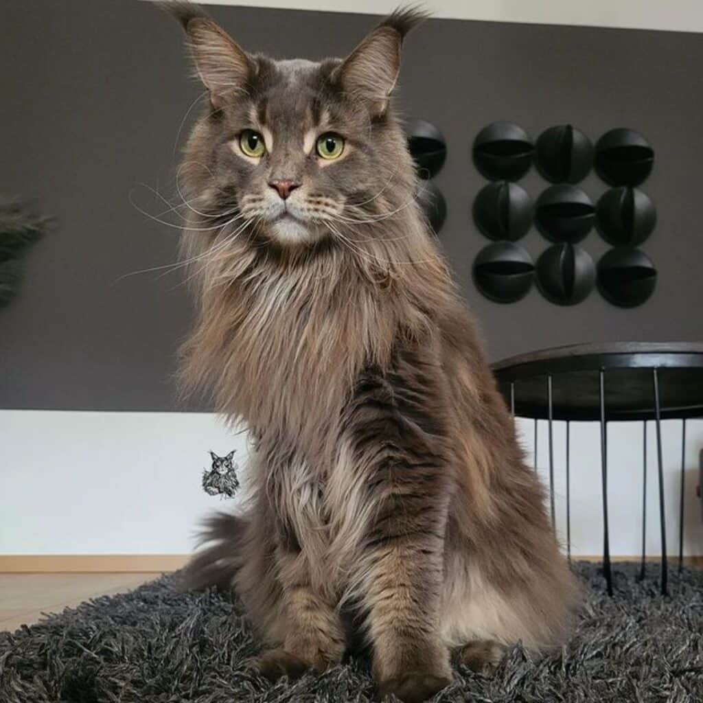 17 Maine Coon Cats With Green Eyes Majestic Photos 7330