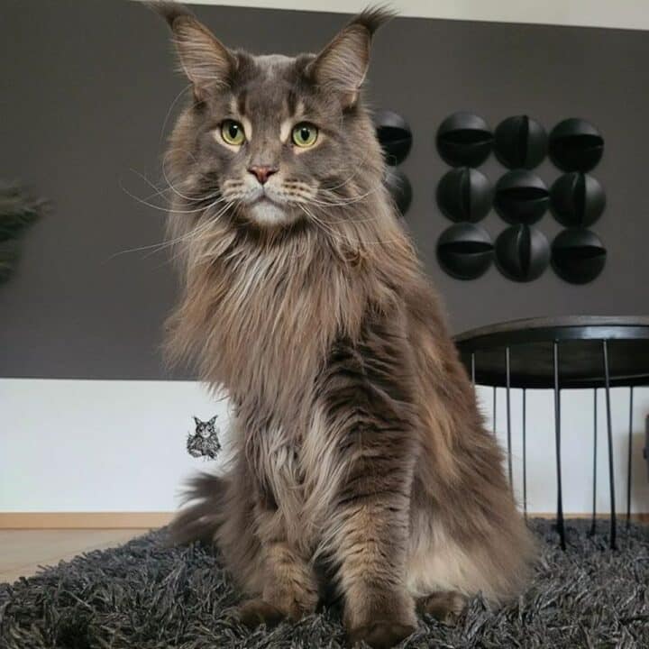 17 Maine Coon Cats With Green Eyes (Majestic Photos) - MaineCoon.org