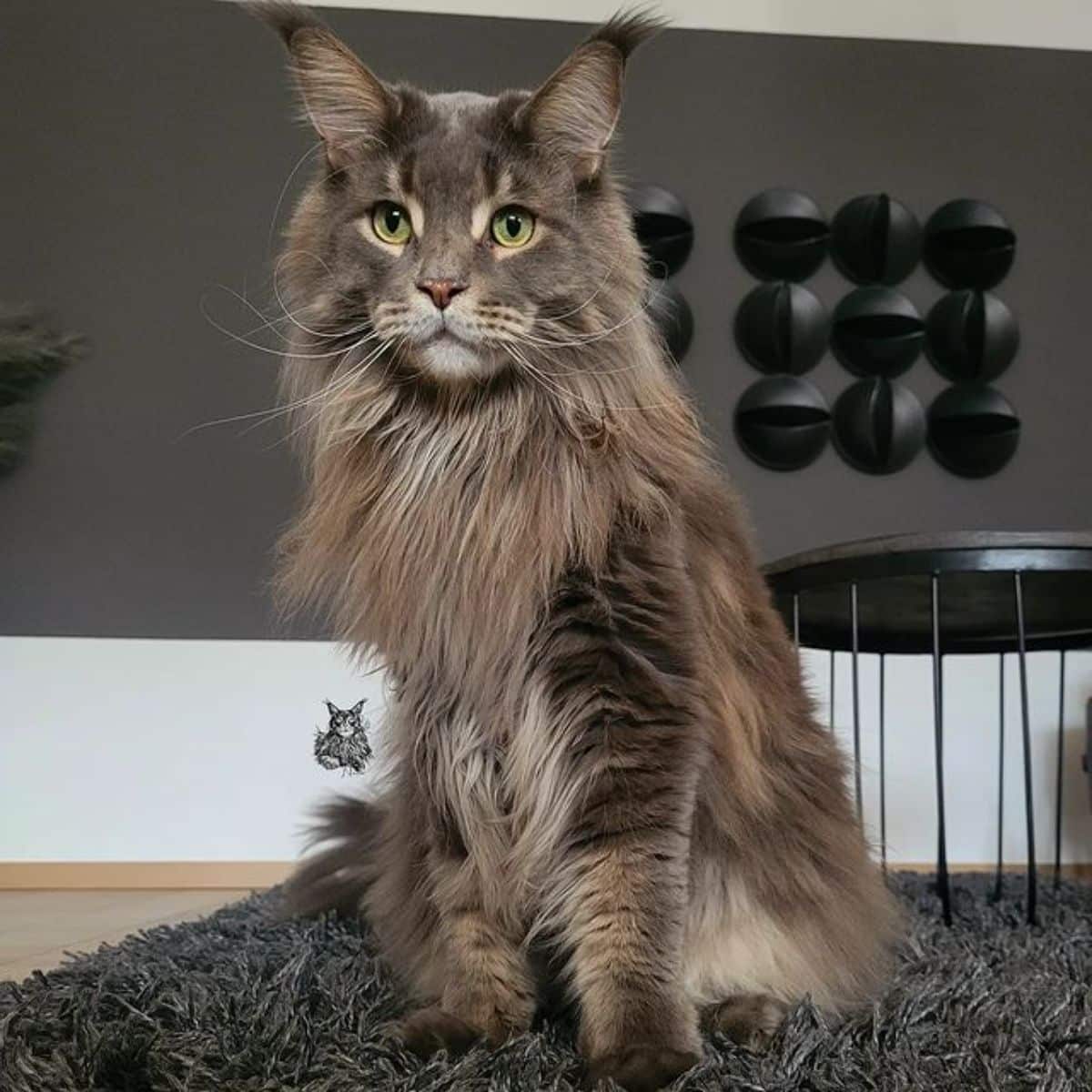 A fluffy brown maine coon sitting on a gray rug.