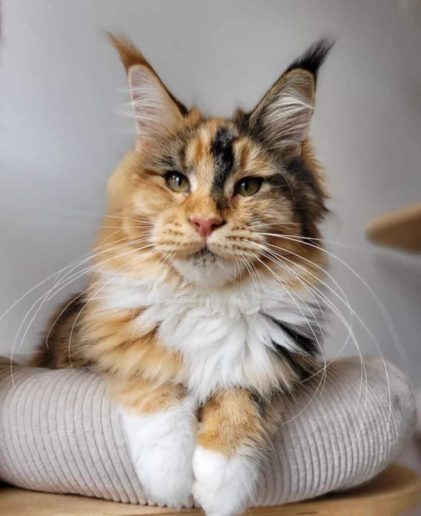 27 Orange Maine Coon Cats You'll Want to Adopt - MaineCoon.org