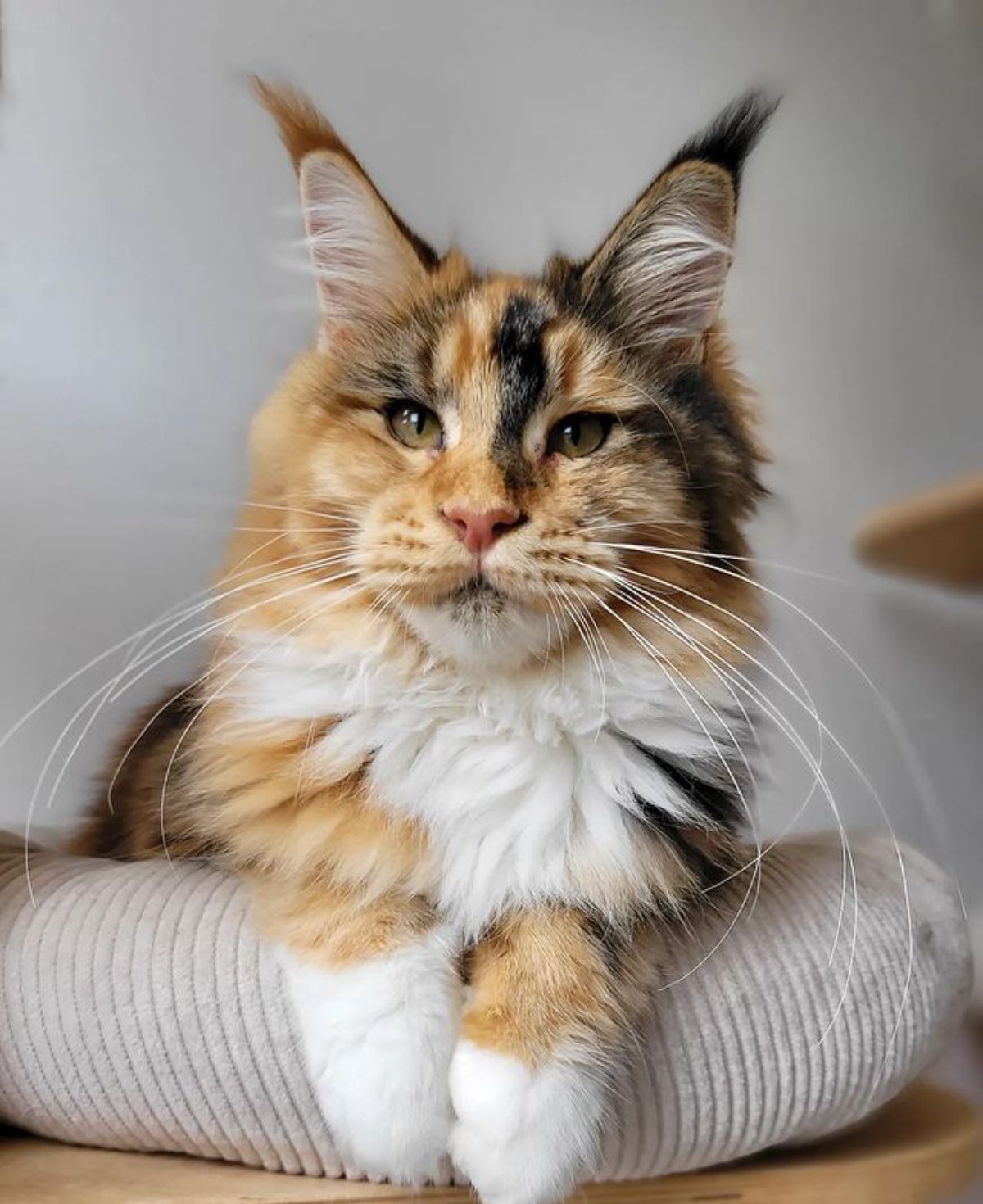 A fluffy calico maine coon lying on a cat bed.