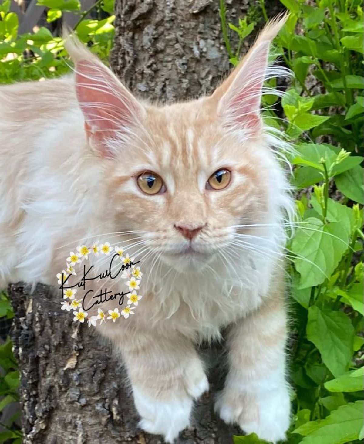 A fluffy creamy maine coon lying on a tree.