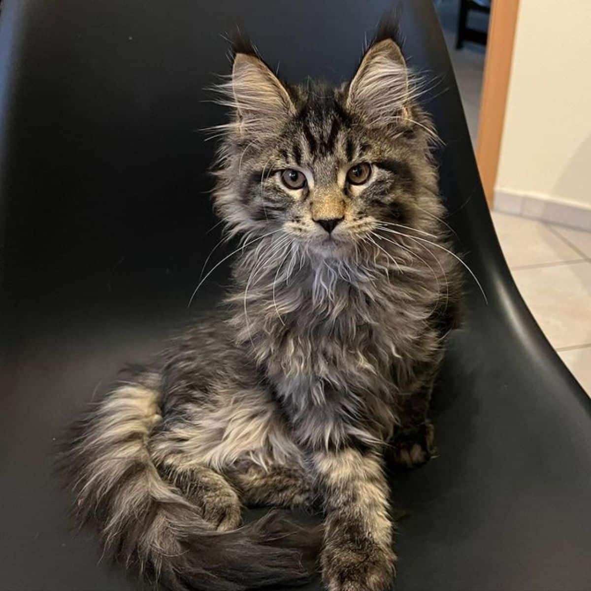A fluffy tabby maine coon sitting on a black chair.