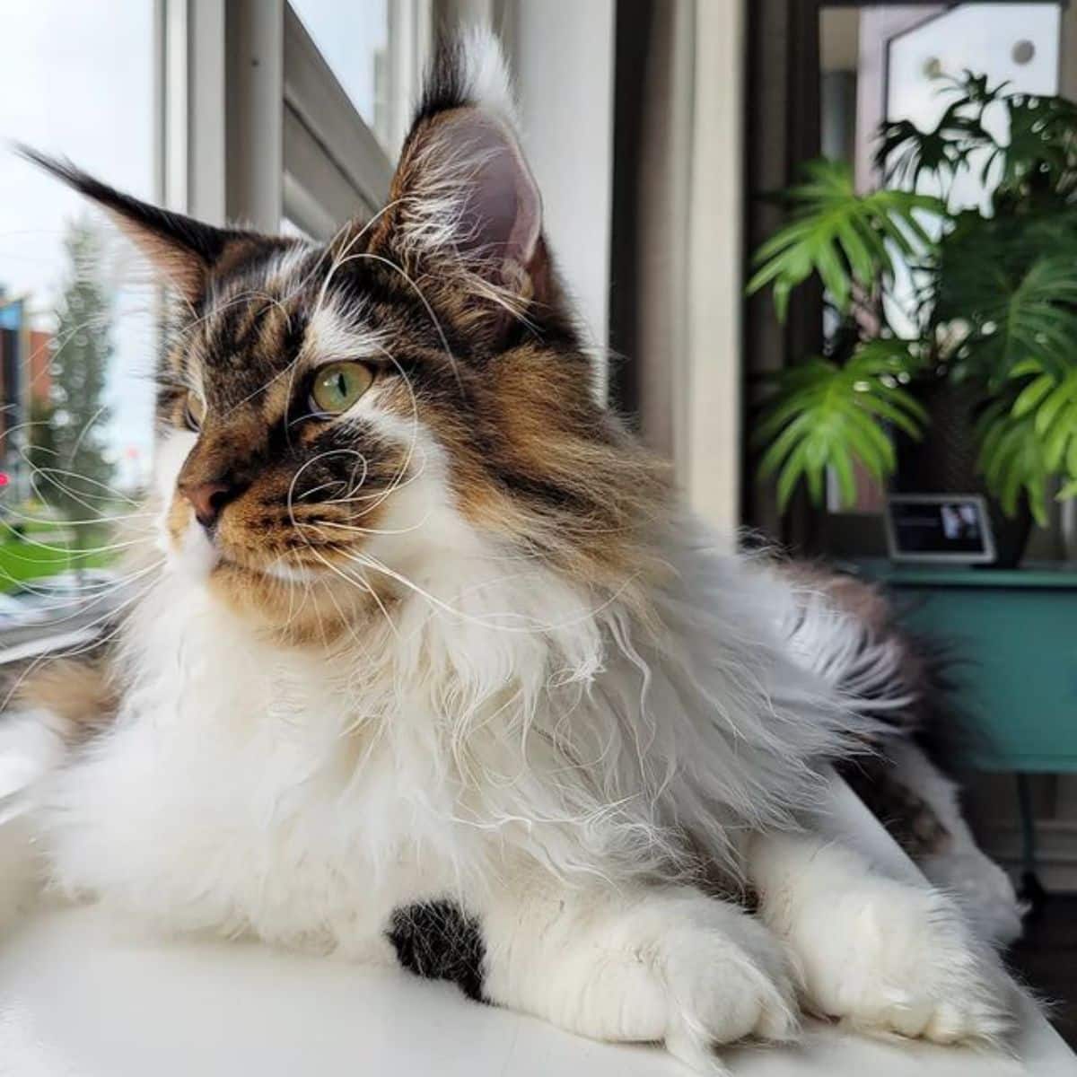 A beautiful calico maine coon lying on a windowsill.