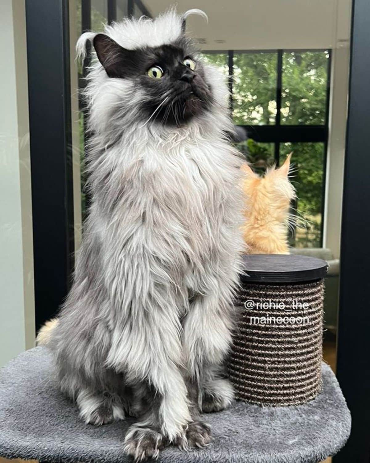 A gray fluffy maine coon standing on a cat tree.