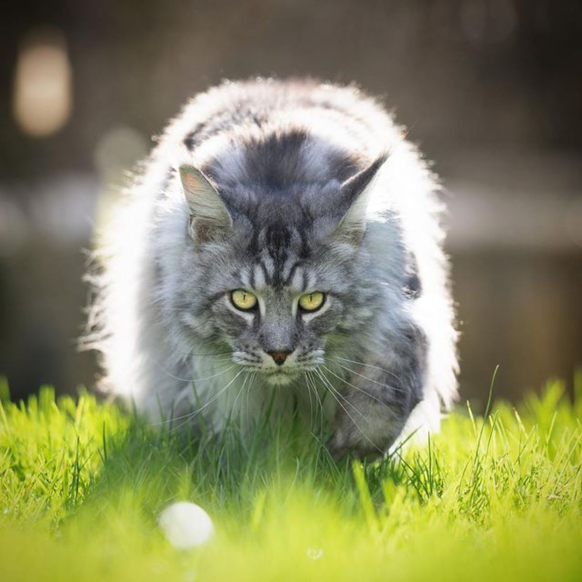 A fierce-looking gray maine coon walking in a green grass.