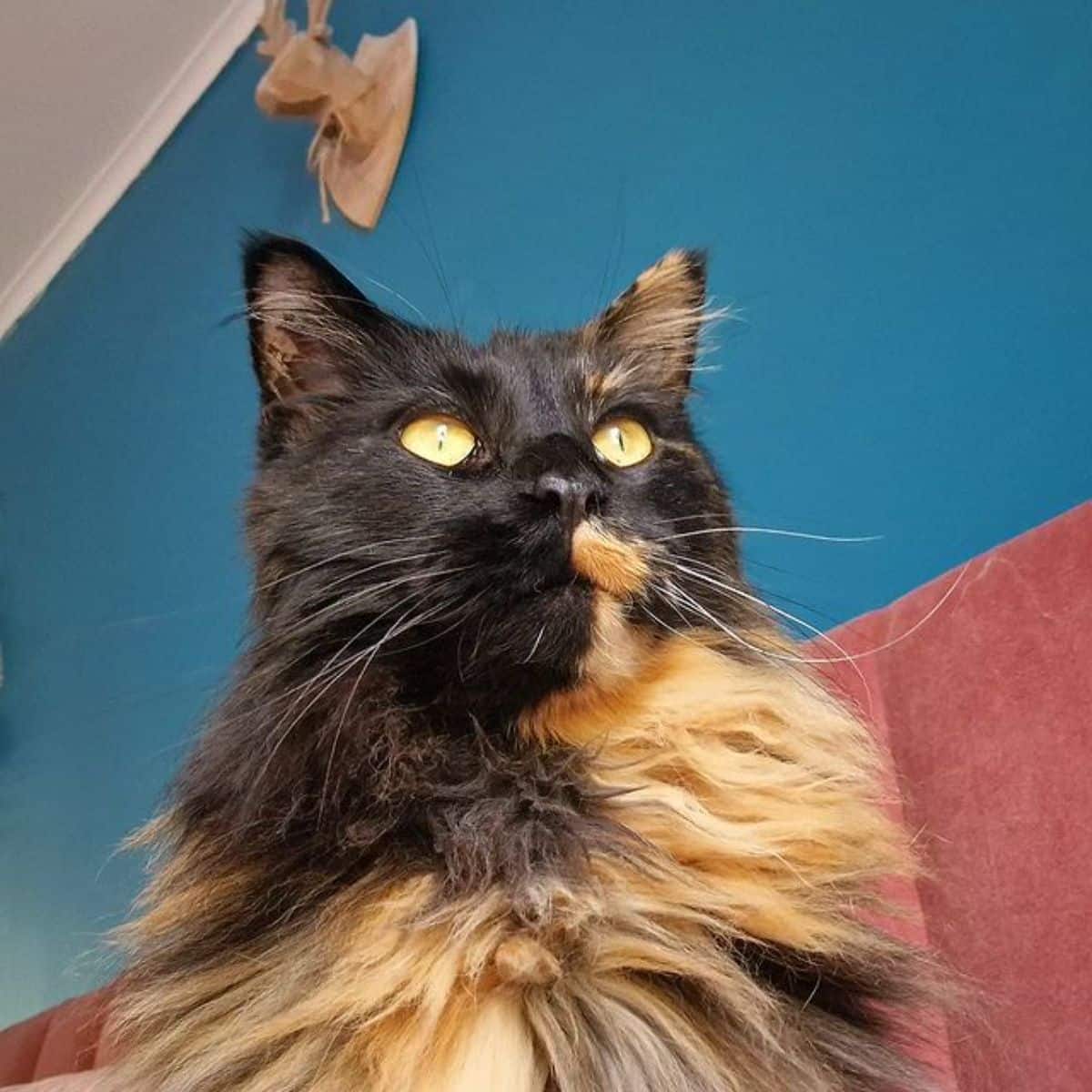 A close-up of a tortoise maine coon.