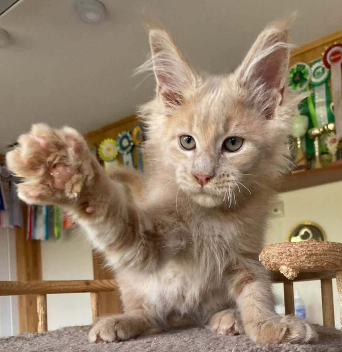 A fluffy creamy maine coon sitting on a cat tree with a paw in the air.