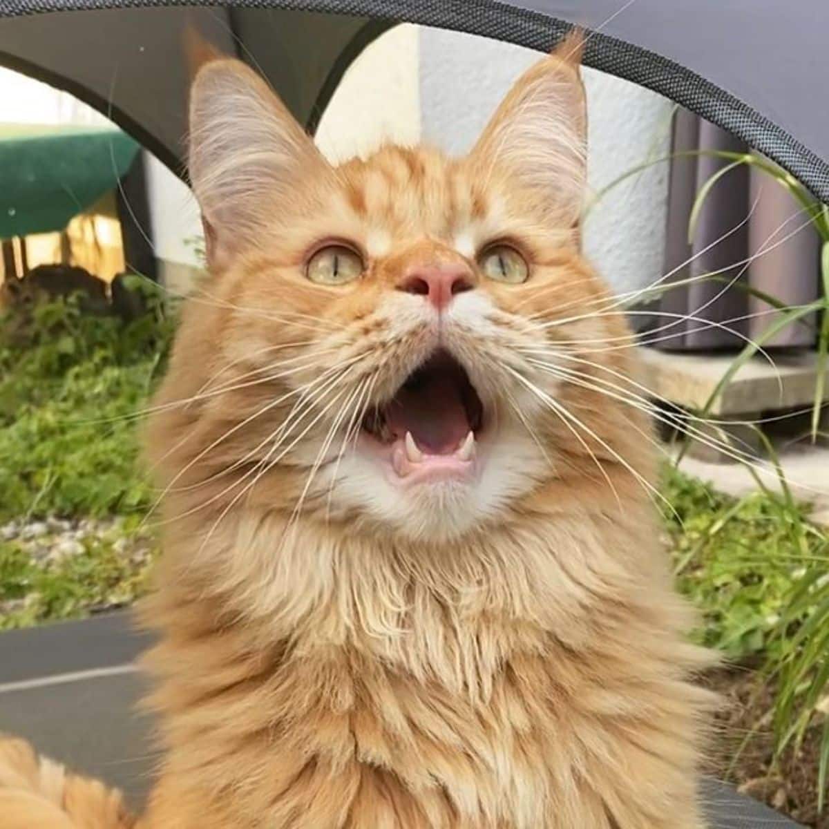 A close-up of a red maine coon with an open mouth.