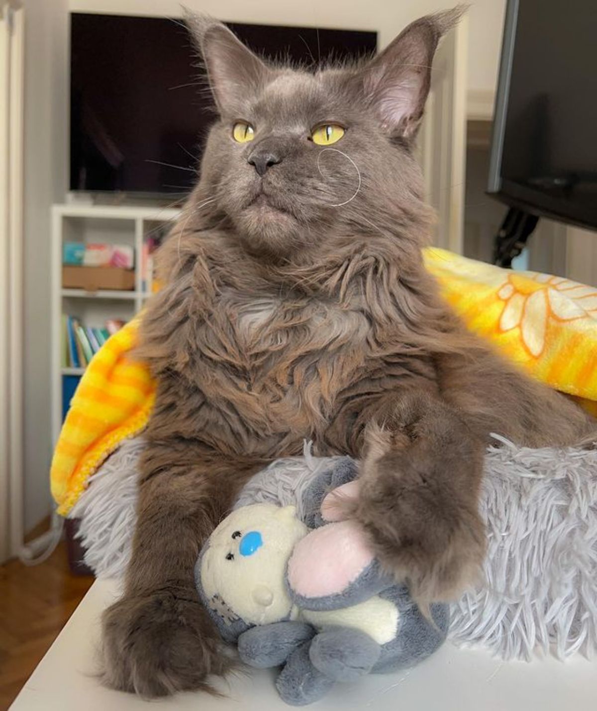 A brown fluffy maine coon lying in a cat bed and holding its toy.
