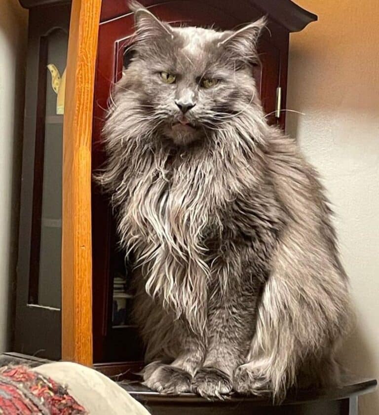 17 Shaded Maine Coon Cats You'll Love (Insta-Famous) - MaineCoon.org