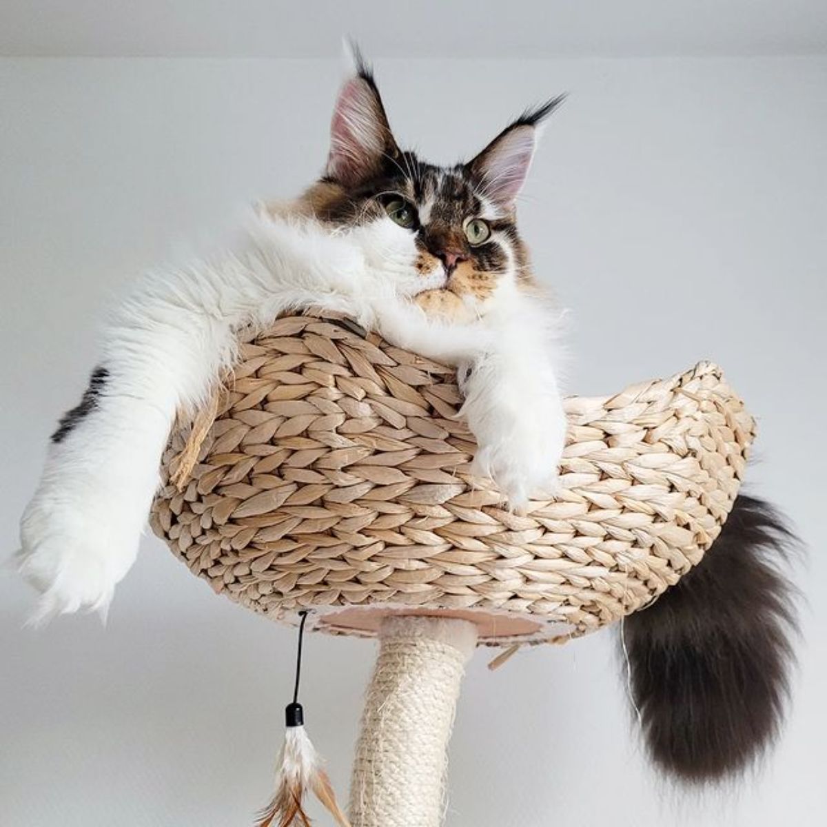 A fluffy calico maine coon lying on a cat tree.