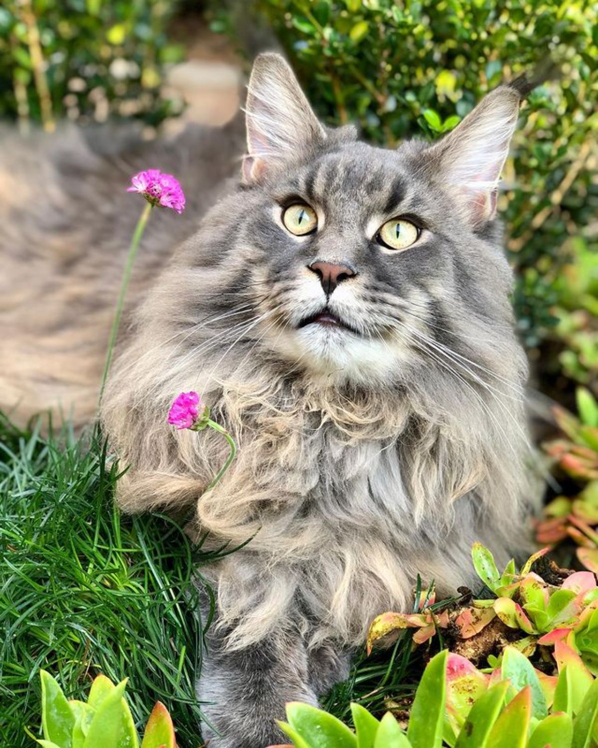 A fluffy tabby maine coon sitting between plants.