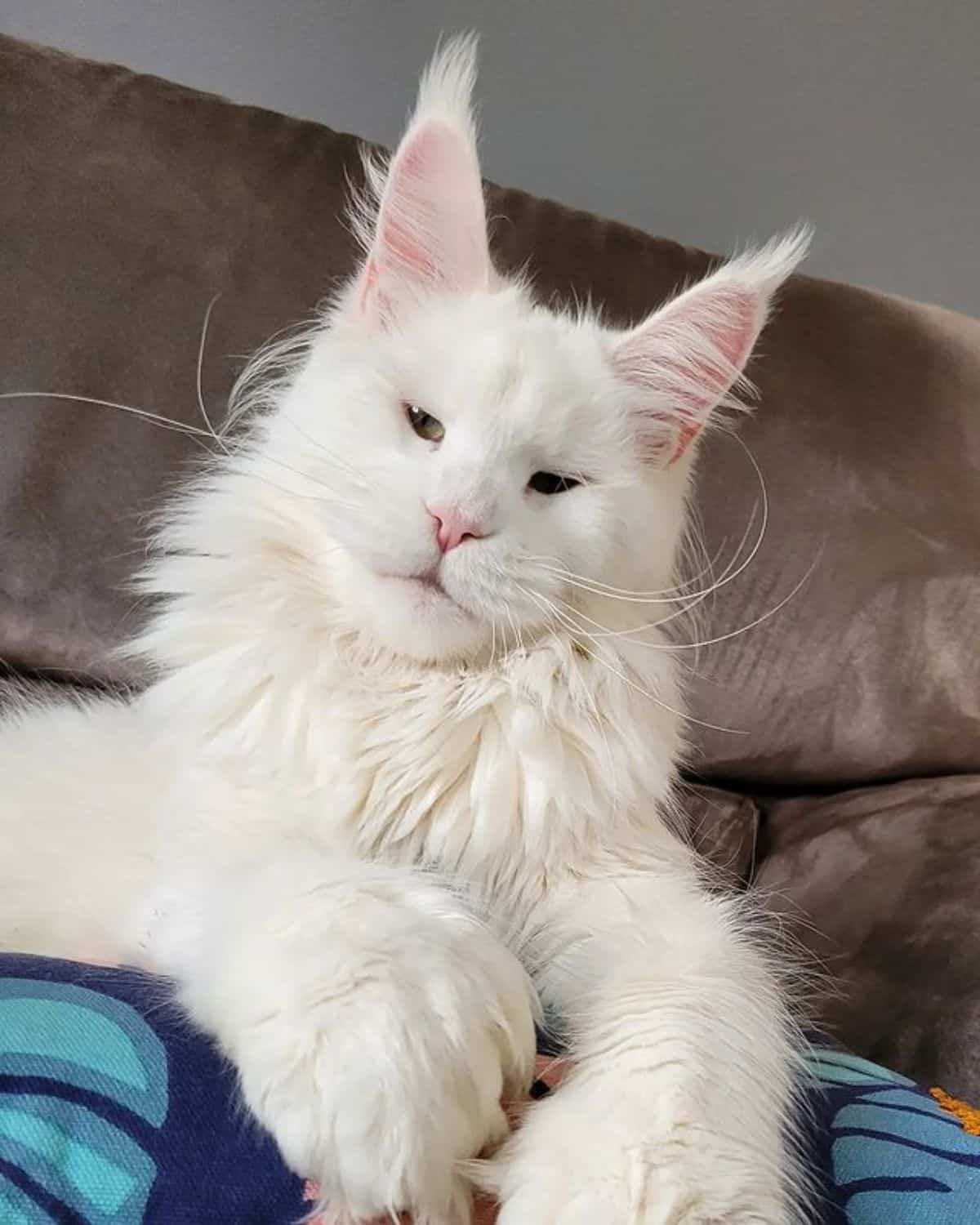 A fluffy white maine coon lying on a sofa.