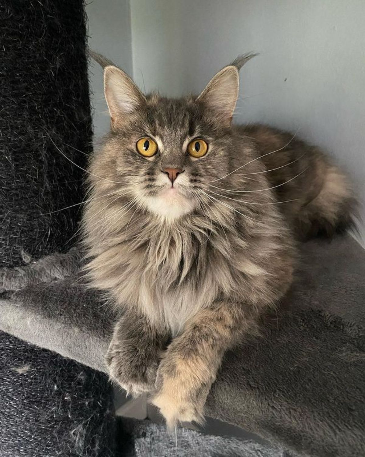 A fluffy gray maine coon lying on a cat tree.