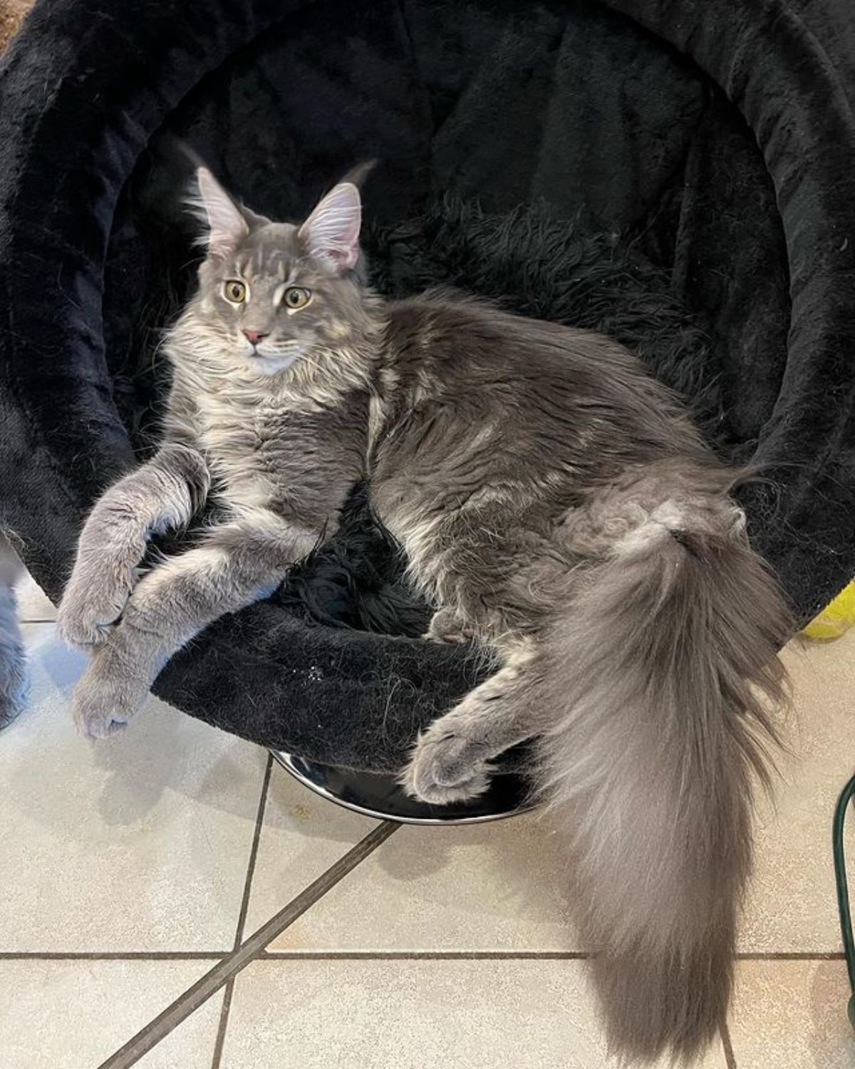 A fluffy tabby maine coon lying on a black chair.