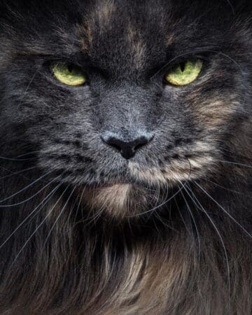 9 Big Maine Coon Cats with Human Faces (Insta-Famous) - MaineCoon.org