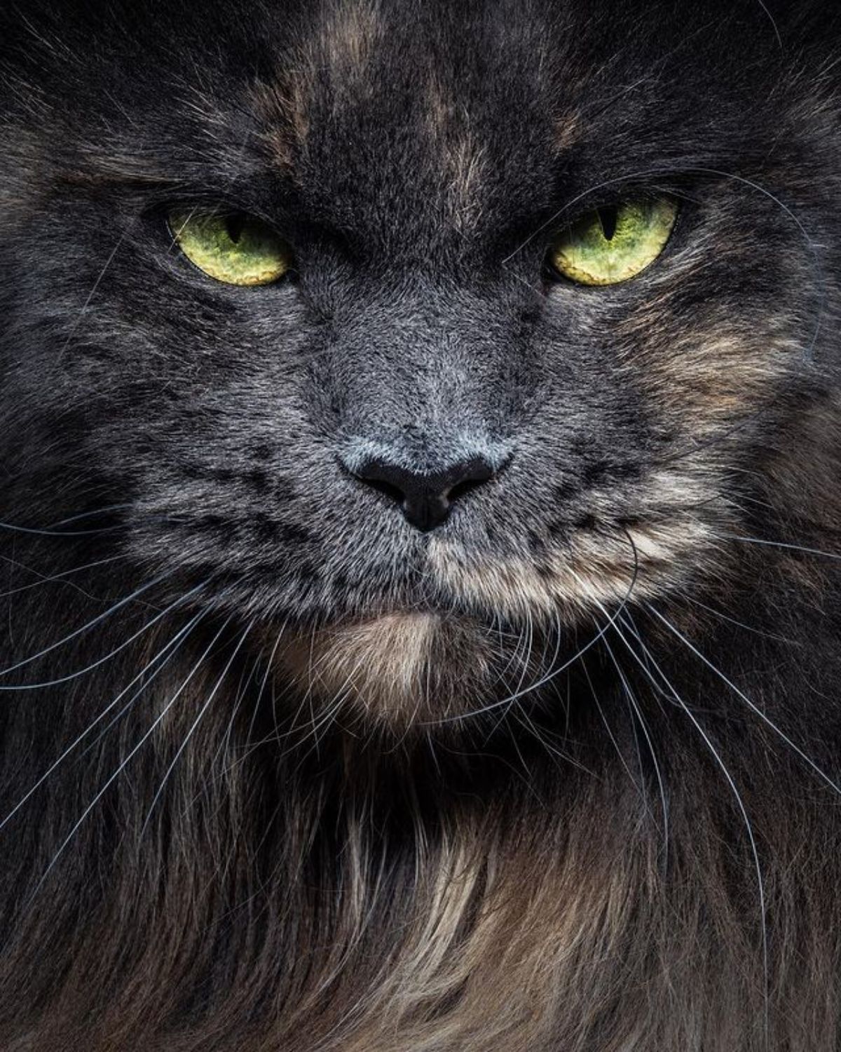 A close-up of a calico maine coon face.