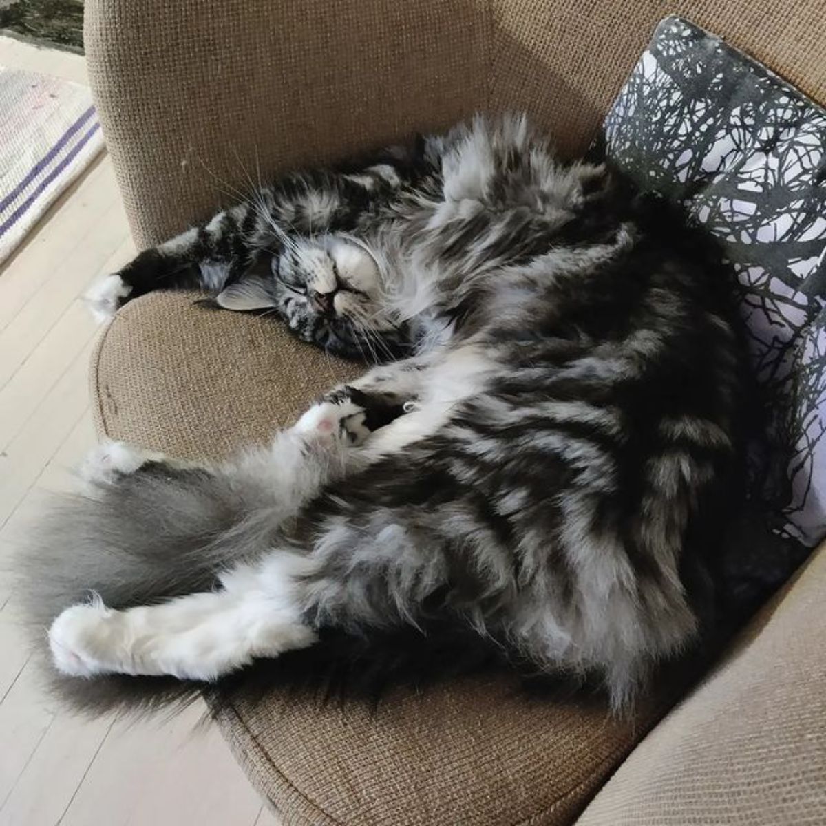 A fluffy gray maine coon lying in a funny phose on a chair.