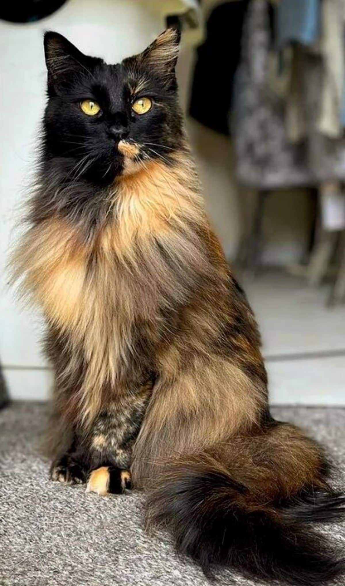 A beautiful tortoise maine coon sitting on the floor.