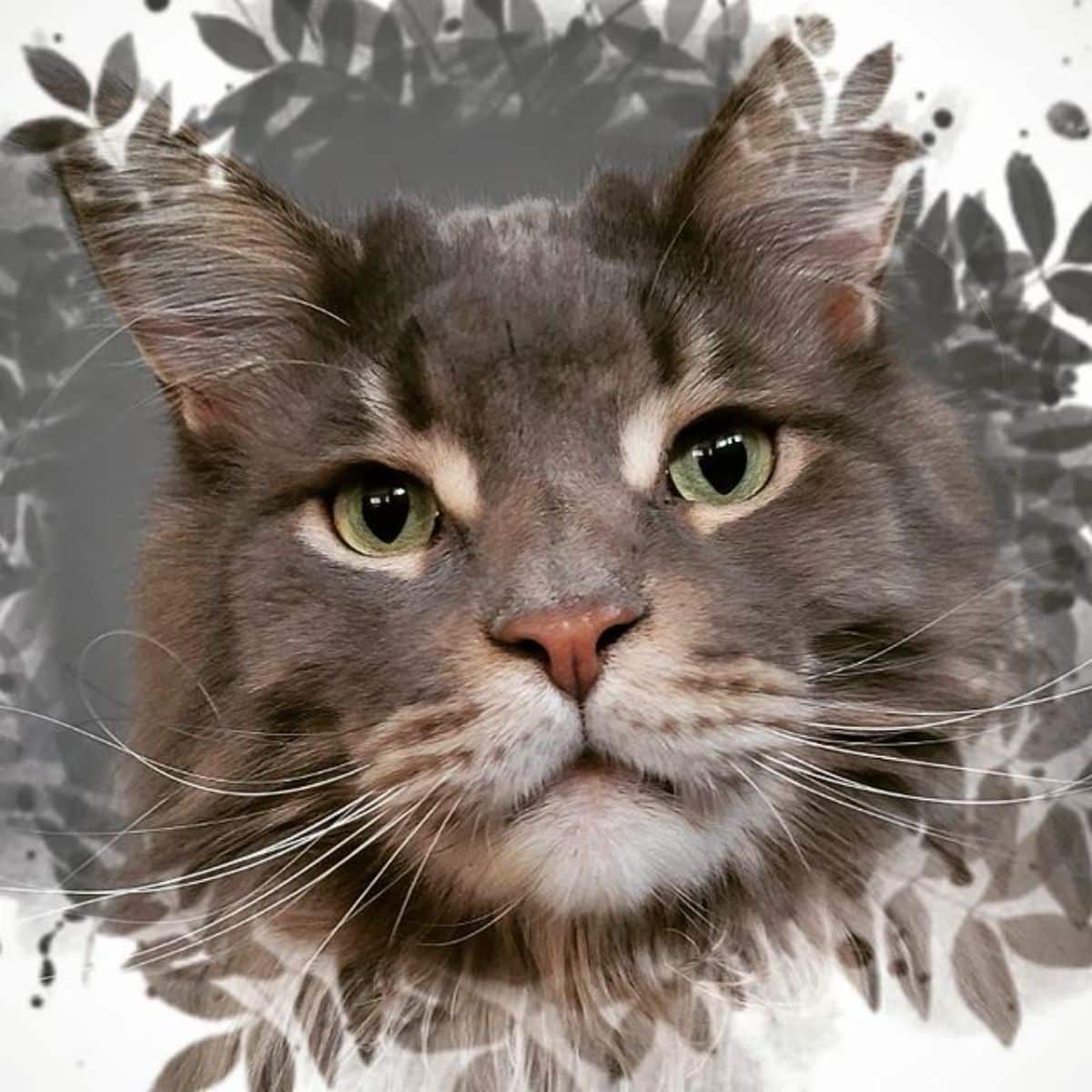A portrait of a gray maine coon.