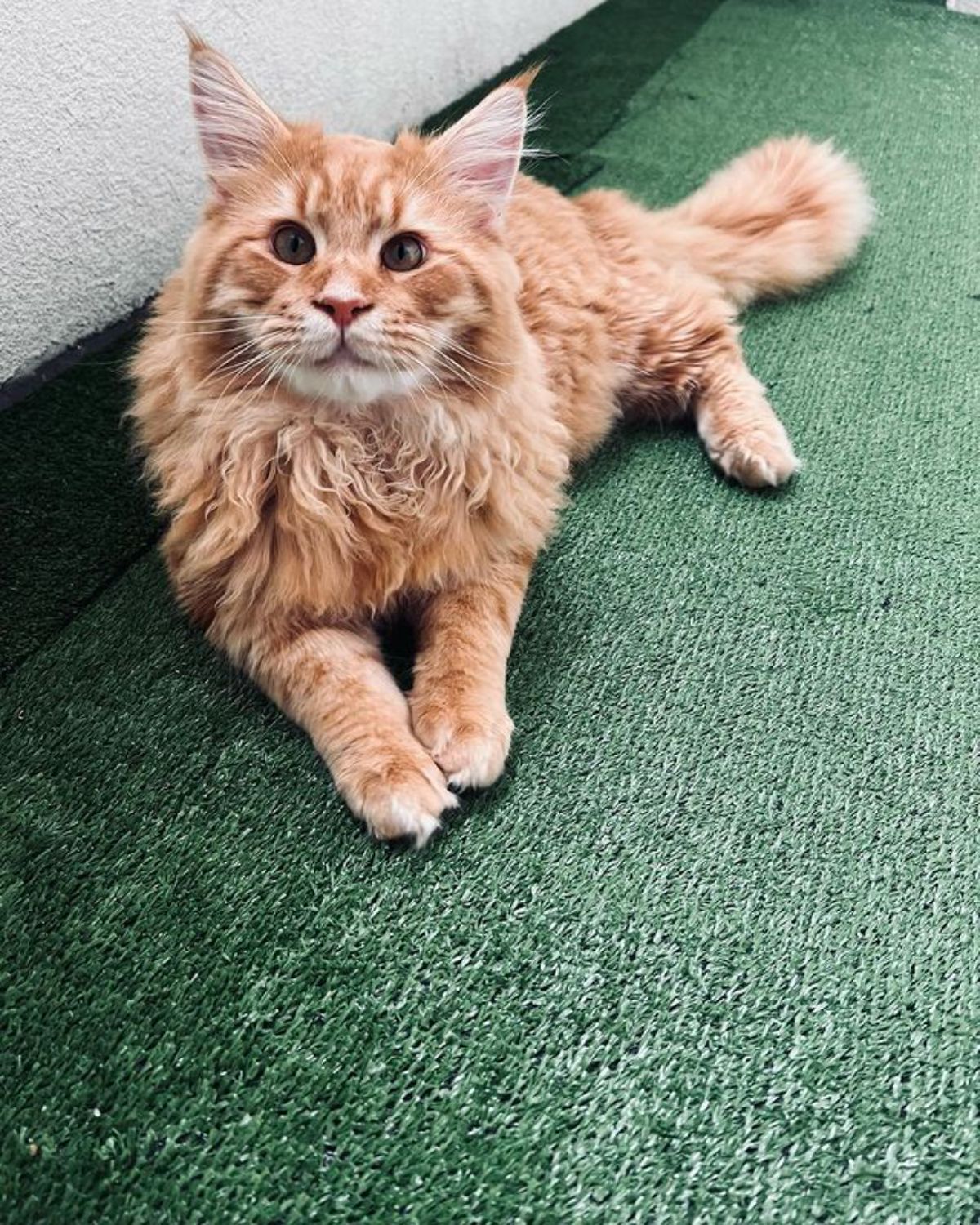 A fluffy red maine coon lying on a green carpet.